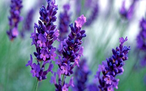 می دونستین اسطوخودوس حکم قوی ترین مسکن رو برای خانم ها داره؟ 