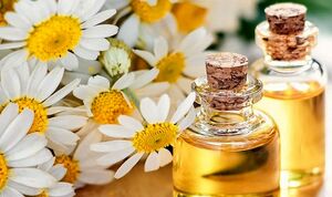 با روغن بابونه به موهات جون بده + نحوه مصرف 