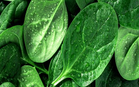 اسفناج چه خواصی دارد؟ + طبع و ارزش غذایی