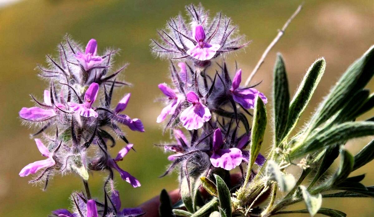 خواص چای کوهی؛ خداحافظی با سردردهای میگرنی و افسردگی