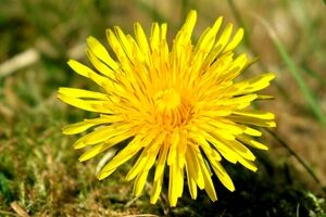 گل قاصدک و خواص شگفت انگیز آن برای سلامت بدن + عکس