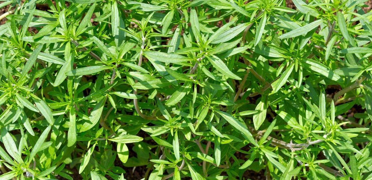 مرزه برای خانم ها