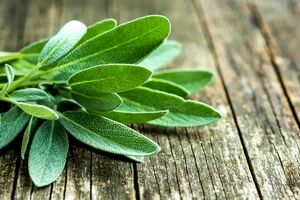 با کمک دمنوش مریم گلی؛ خیلی زود لاغر شو + نحوه تهیه 