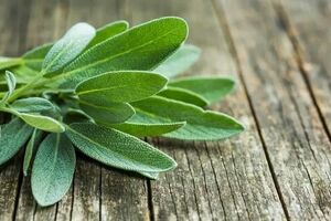 با کمک دمنوش مریم گلی؛ خیلی زود لاغر شو + نحوه تهیه 