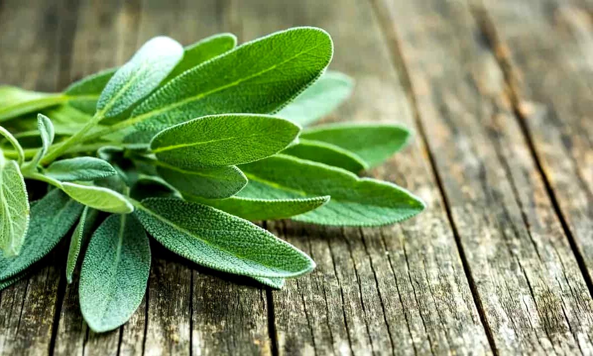 با کمک دمنوش مریم گلی؛ خیلی زود لاغر شو + نحوه تهیه 
