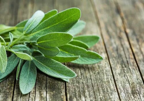 با کمک دمنوش مریم گلی؛ خیلی زود لاغر شو + نحوه تهیه 