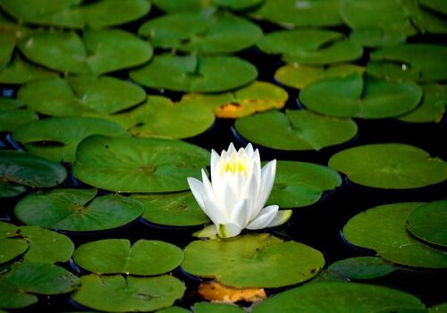 آشنایی با خواص گل نیلوفر آبی + طریقه مصرف 