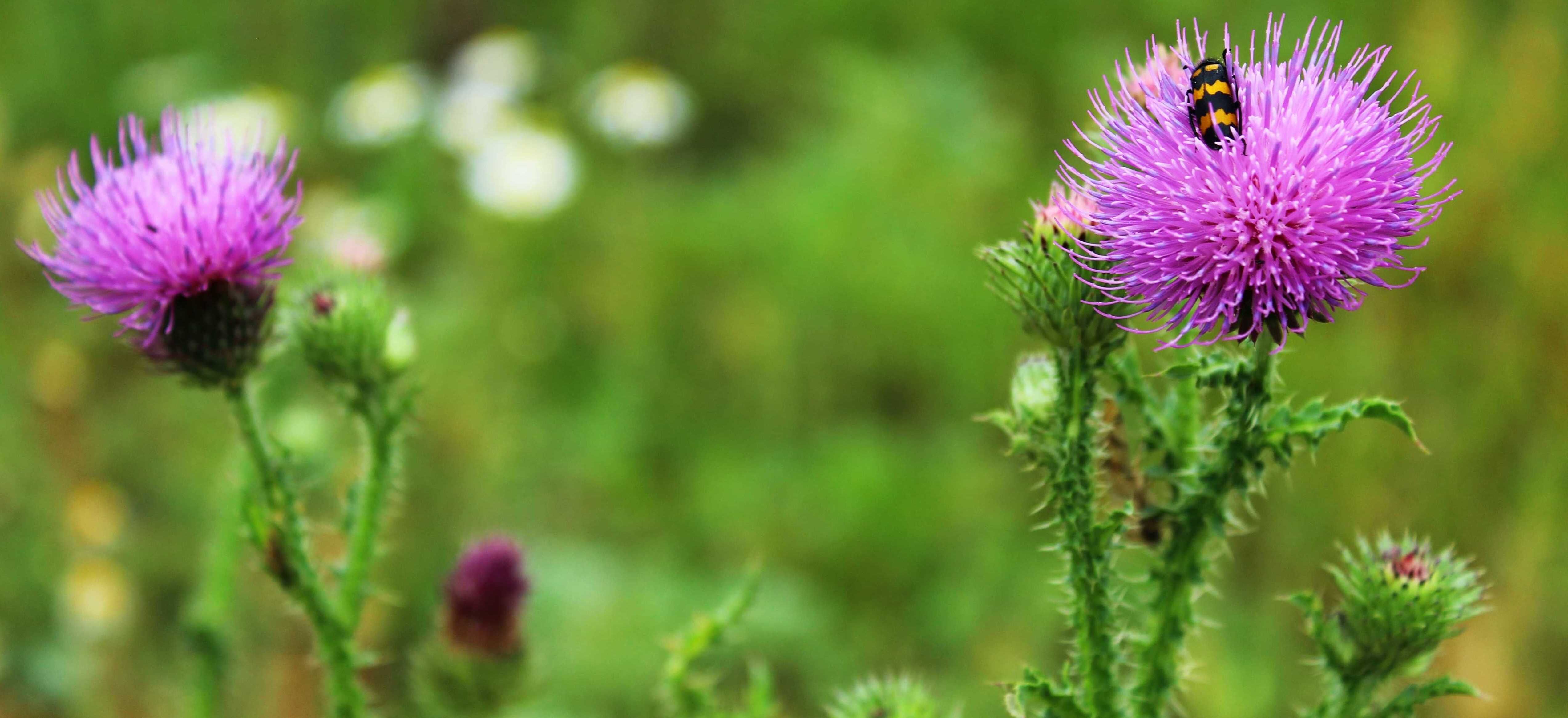 با خار مریم و خواصش برای سلامت بدن آشنا هستی؟ 
