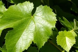 بهترین روش نگهداری برگ مو برای طولانی مدت + ۶ روش مختلف