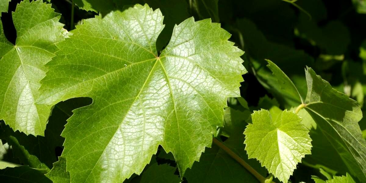 بهترین روش نگهداری برگ مو برای طولانی مدت + ۶ روش مختلف