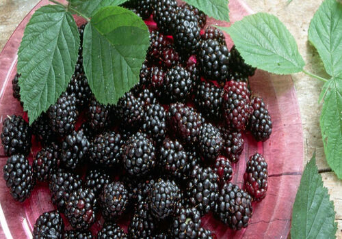 با خوردن توت سیاه؛ پوست صاف و شفاف رو به خودت هدیه بده + خواص