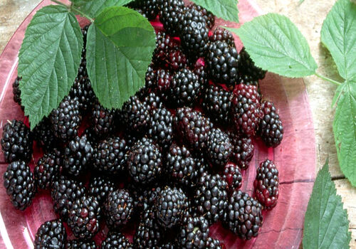 با خوردن توت سیاه؛ پوست صاف و شفاف رو به خودت هدیه بده + خواص