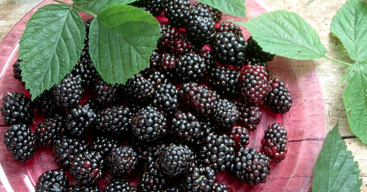 با خوردن توت سیاه؛ پوست صاف و شفاف رو به خودت هدیه بده + خواص