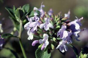 عرق کاکوتی؛ مفید ترین عرق گیاهی در طب سنتی 