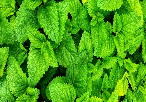 آشنایی با نعنا و مفید ترین خواص آن برای سلامت بدن + طبع 