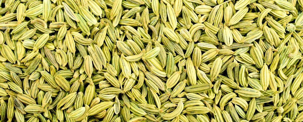 گیاه رازیانه 