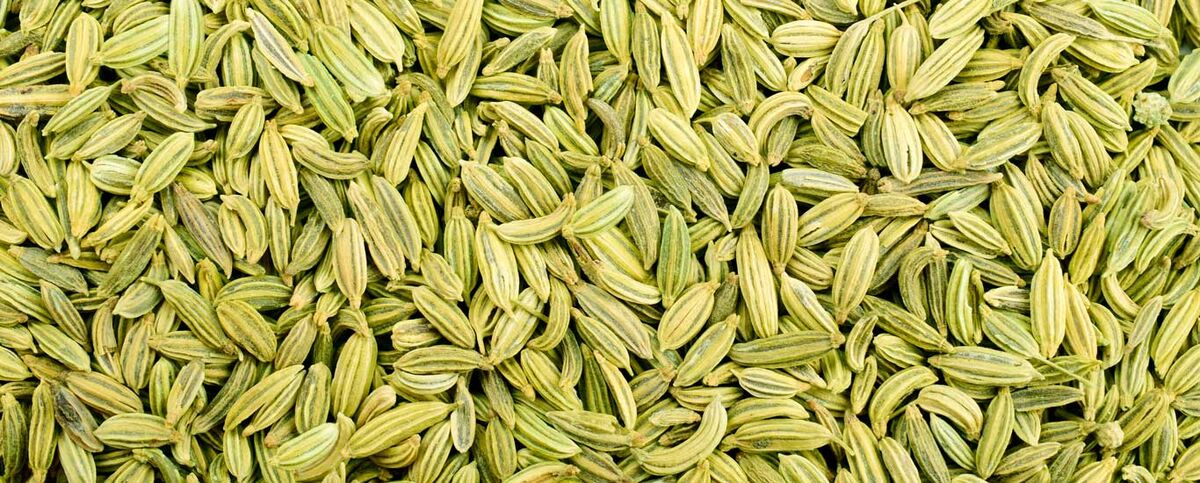 گیاه رازیانه 
