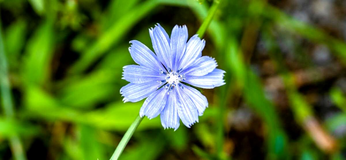 عرق کاسنی برای جوش