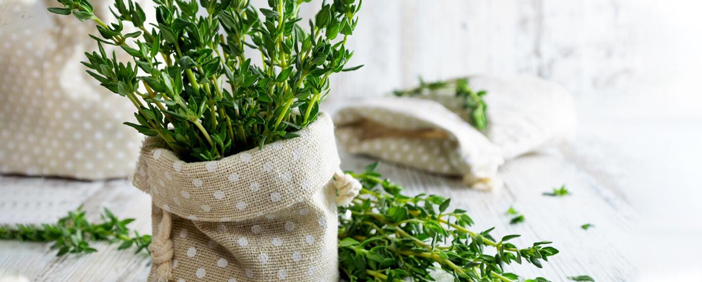 همه چیز درباره مرزه و خواص آن + طبع و شیوه مصرف