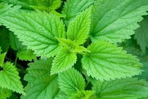 با این ترکیب گیاهی کم خونی رو تا 7 نسل جبران کنین + طرز تهیه 