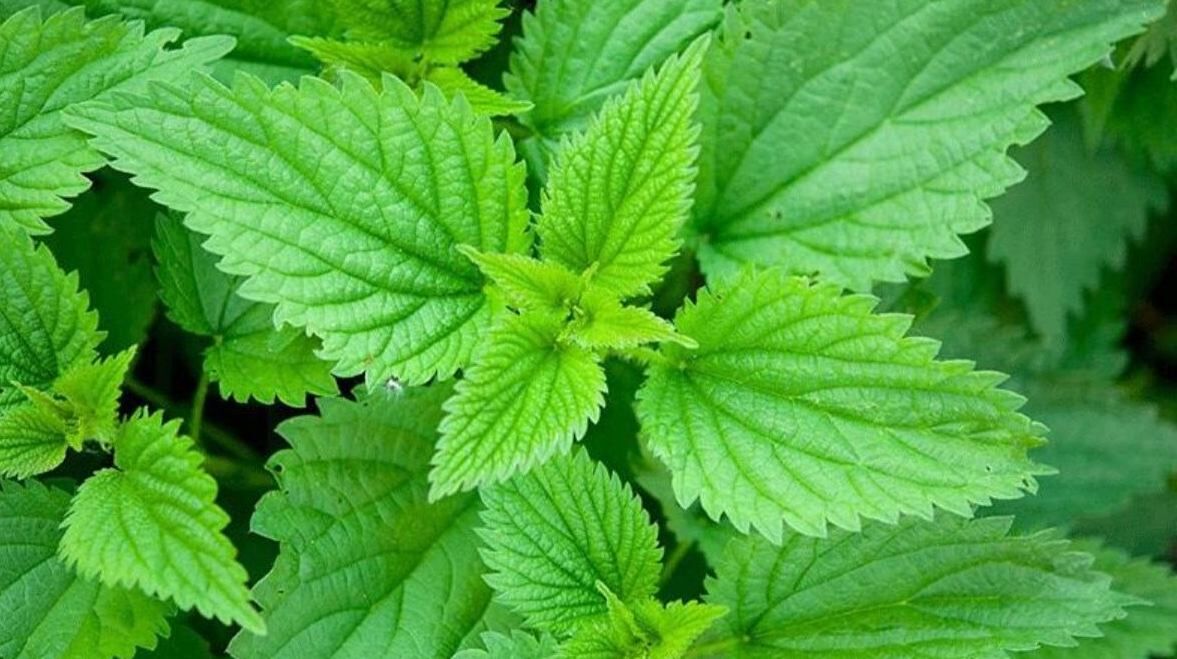 با این ترکیب گیاهی کم خونی رو تا 7 نسل جبران کنین + طرز تهیه 