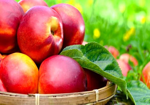 همه چیز درباره خواص شلیل، کالری و مضرات آن + طبع 