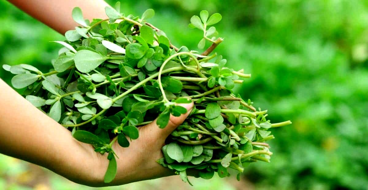 خرفه برای دیابت