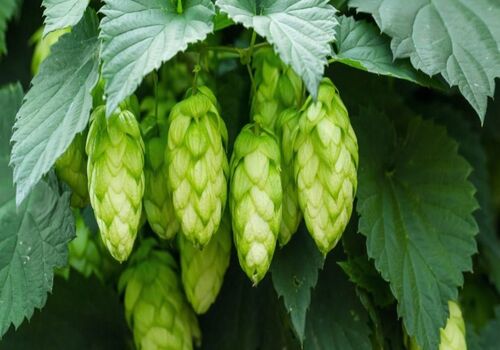 آشنایی با خواص دارویی گیاه رازک برای سلامت بدن 