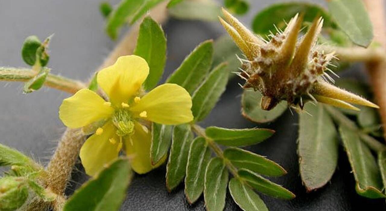 خواص درمانی سریع السیر عرق خارخاسک برای سنگ کلیه 