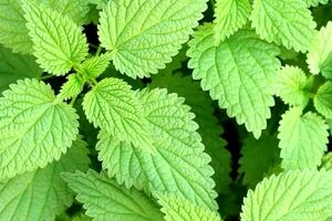 گزنه برای مردان چه خواصی دارد؟ + نحوه مصرف 