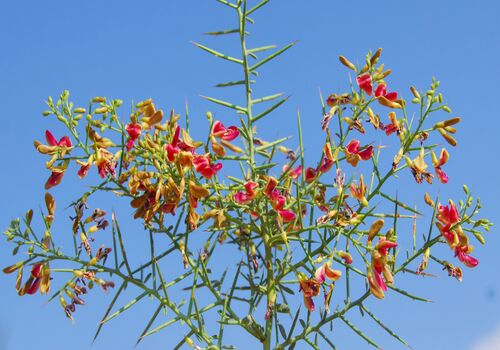 عرق خارشتر؛ قوی ترین آنتی بیوتیک توصیه شده در طب سنتی + فواید