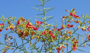 عرق خارشتر؛ قوی ترین آنتی بیوتیک توصیه شده در طب سنتی + فواید