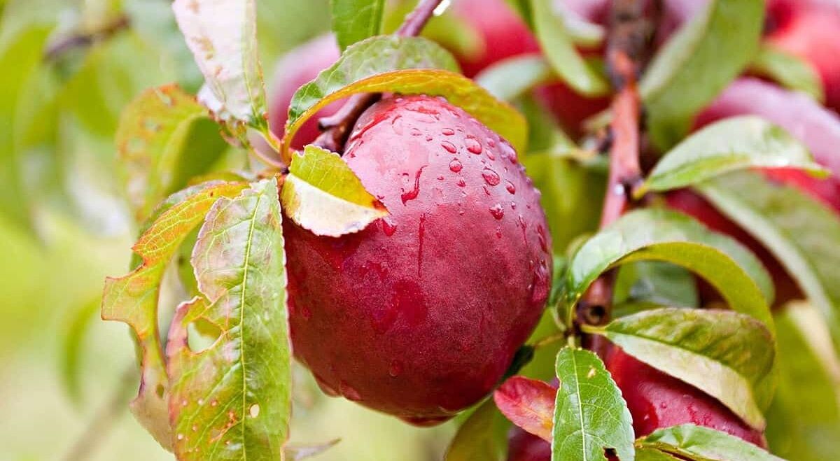 شلیل برای پوست 