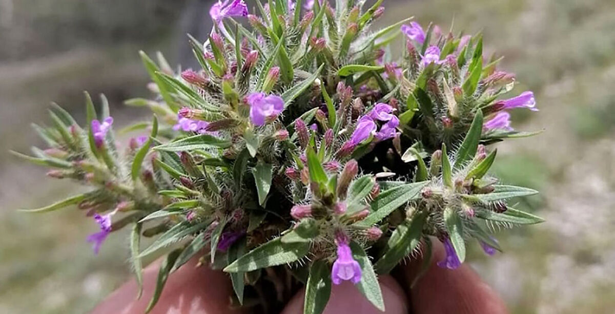 عرق کاکوتی برای زنان
