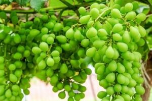 رب غوره رو درست کن تا محشرترین طعم رو به غذا بدی + طرز تهیه