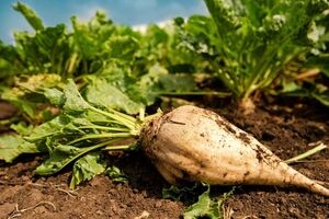 چغندر و همه خواص آن برای سلامتی + طبع و ارزش غذایی