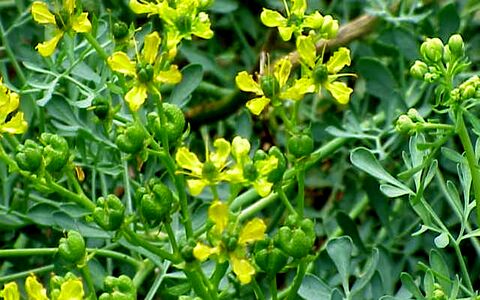 آشنایی با خواص دارویی گیاه سداب در طب سنتی 