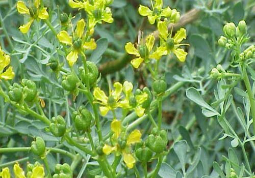 آشنایی با خواص دارویی گیاه سداب در طب سنتی 