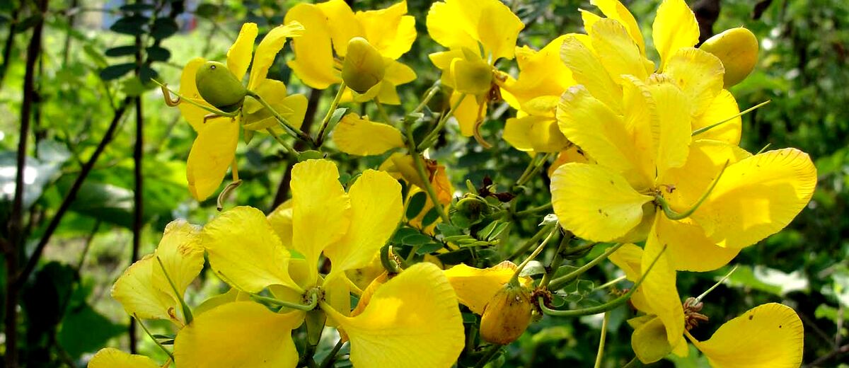 برگ سنا