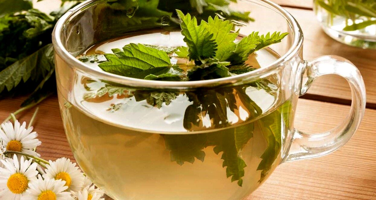 همه خواص دمنوش گزنه + طرز تهیه 