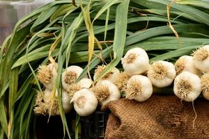 همه چیز درباره خواص برگ سیر و موارد مصرف آن + طبع و ارزش غذایی