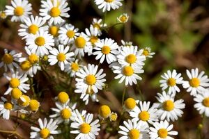 لاغری شکم و پهلو با استفاده از روغن بابونه + نحوه مصرف