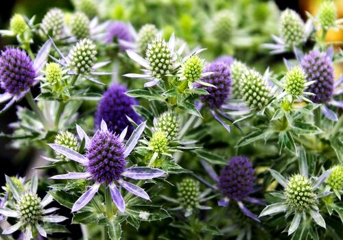 خواص و مضرات گیاه زولنگ برای سلامت بدن 