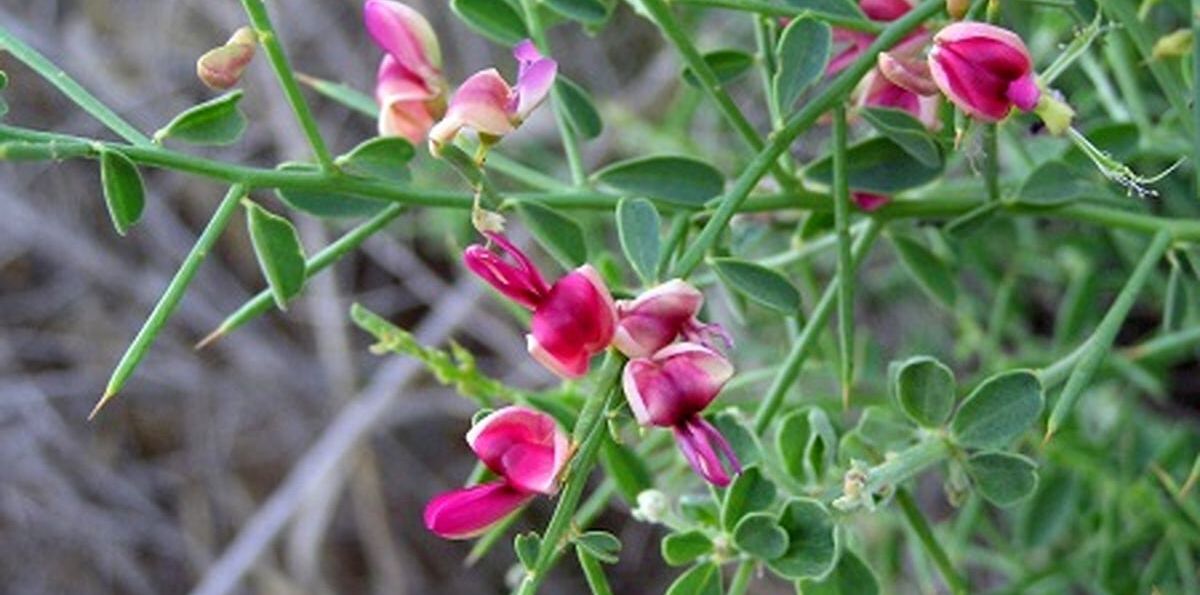 عرق خارشتر برای آلرژی