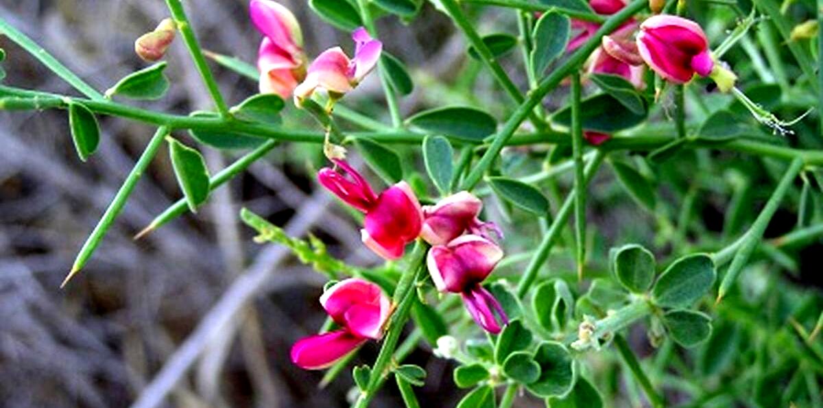 عرق خارشتر برای آلرژی