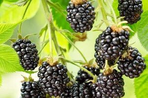 برگ شاه توت و خواص آن برای سلامت بدن 