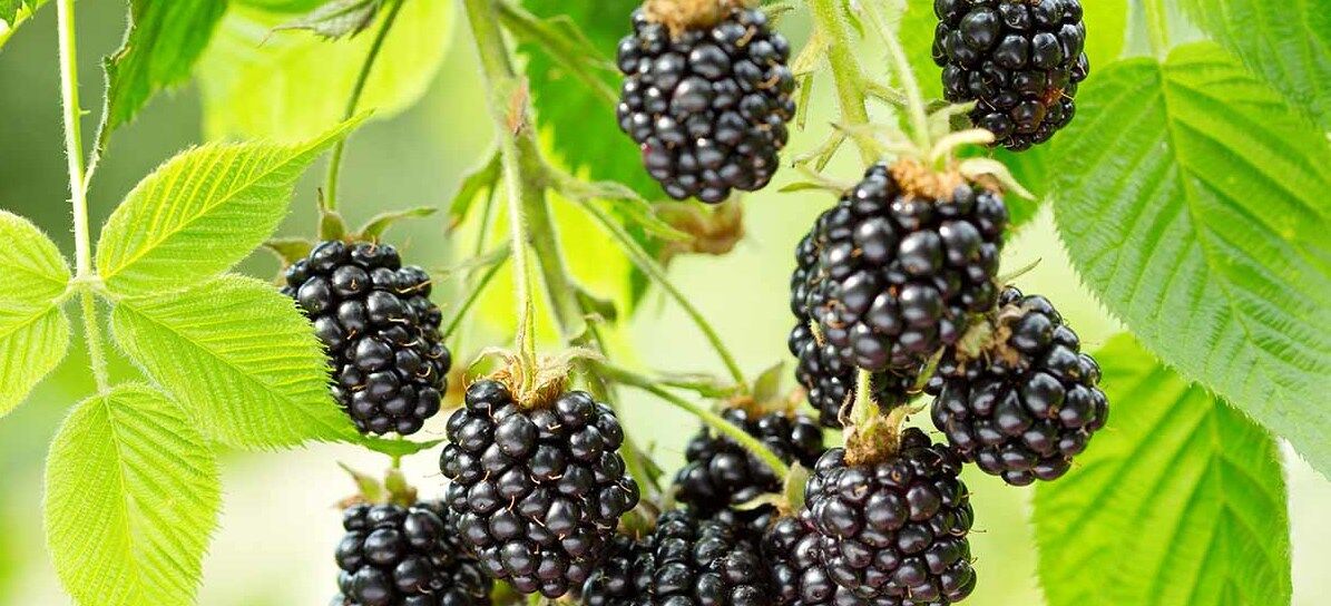 برگ شاه توت و خواص آن برای سلامت بدن 