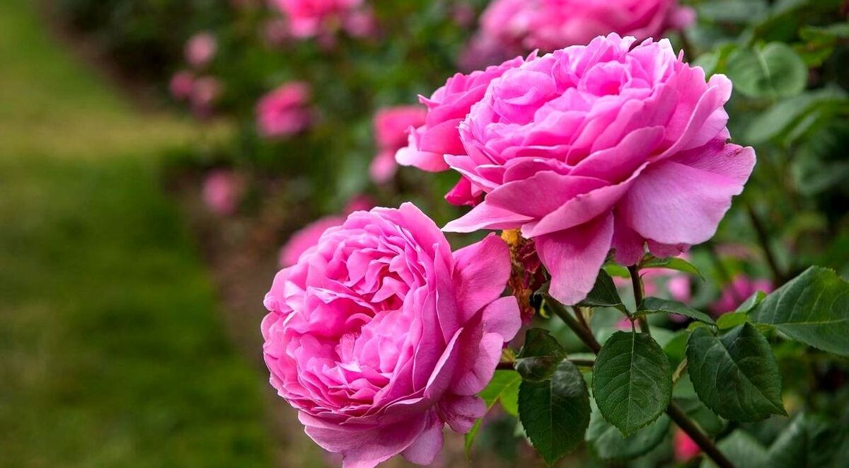 گل محمدی