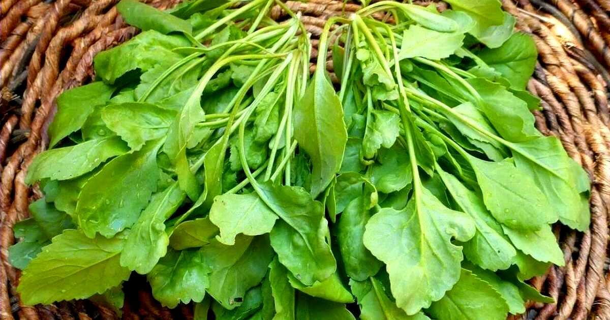 سبزی شاهی
