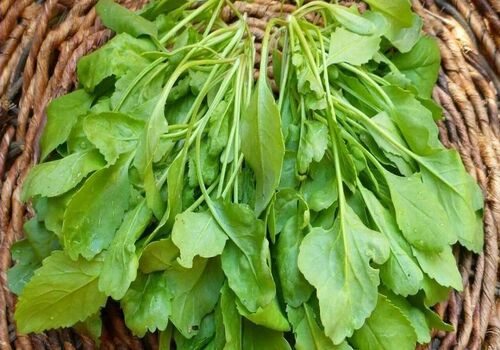 هشدار ! در مصرف سبزی شاهی زیاده روی نکنید! 